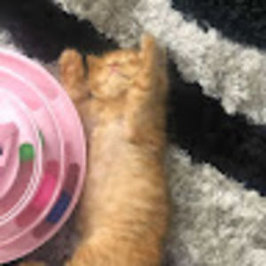 Meet your Posher, Faria